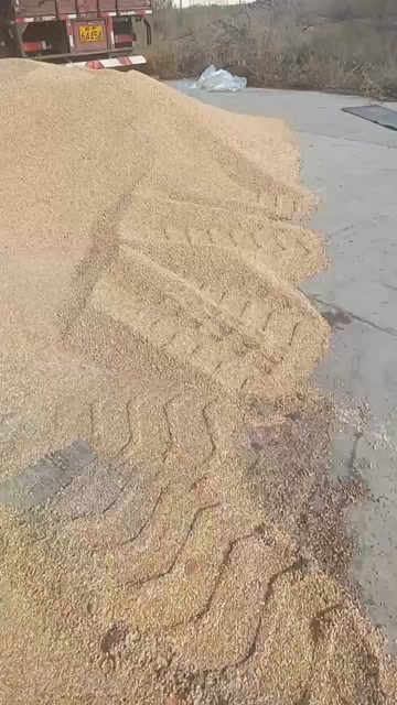 伊宁县玉米渣