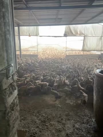 周至县蛋鸭麻鸭出售