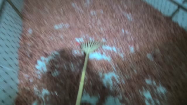 大量供应真空包装鸡腰子鸡子 鸡卵鸡睾丸 干净无杂 量大从优