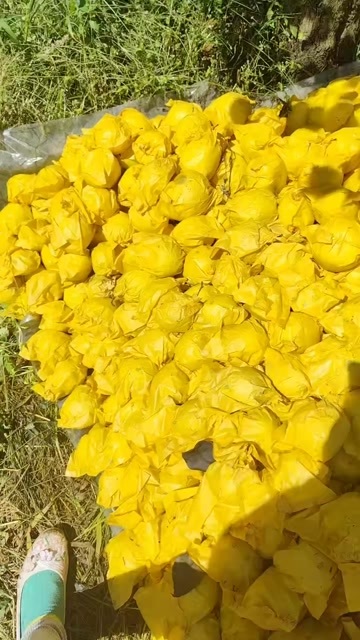 泸西县农家雪花梨  果子均匀