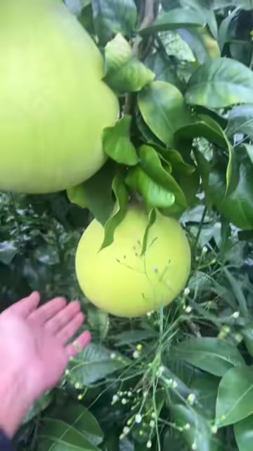 红心柚