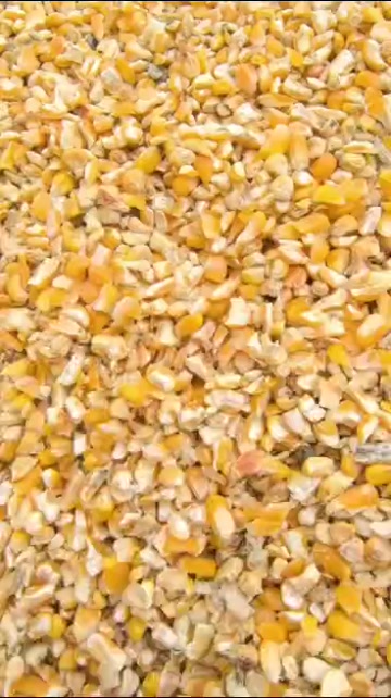 河南平顶山碎玉米 净粮容重720g/L 水分低于14%