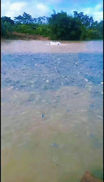罗非鱼