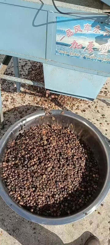 金寨县小果山核桃