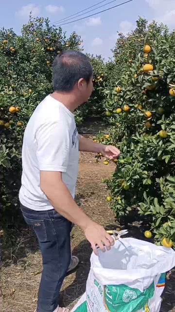 蜜桔