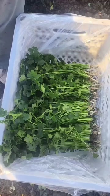 香菜
