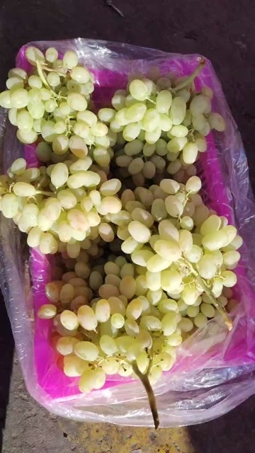 乌鲁木齐新疆木纳格葡萄