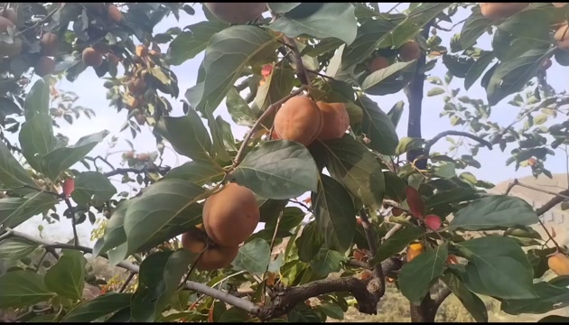 磨盘柿