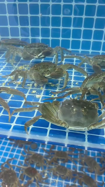 大闸蟹 现货 现发