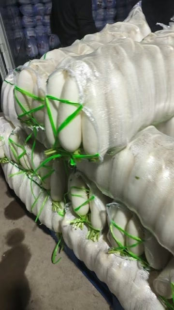 靖边县陕西榆林精品白萝卜，大量供应