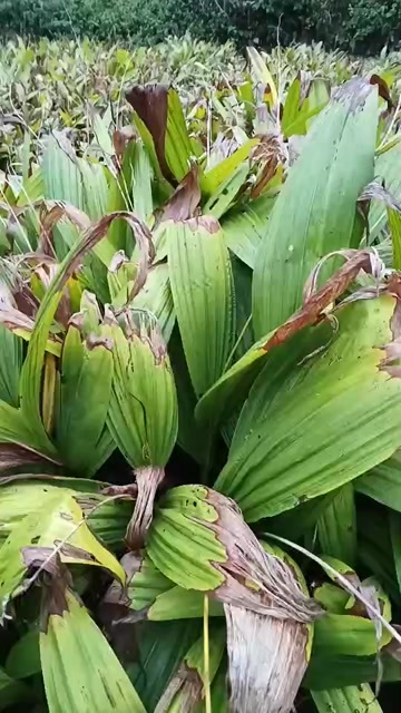 岑巩县贵州省黔东南州批发紫花三叉大白芨