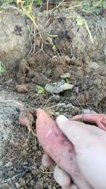 广西南宁宾阳西瓜红红薯产地直发