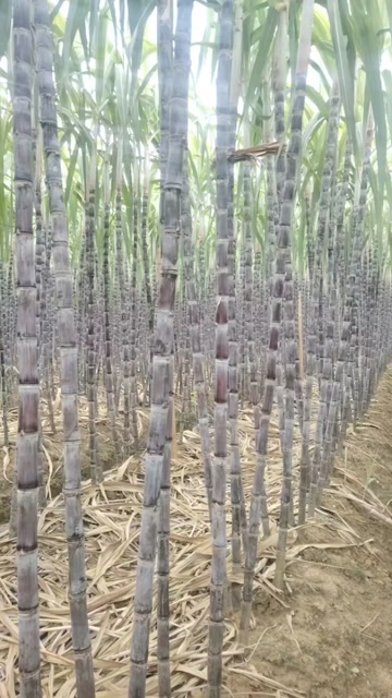 龙州货，电商款，桂二