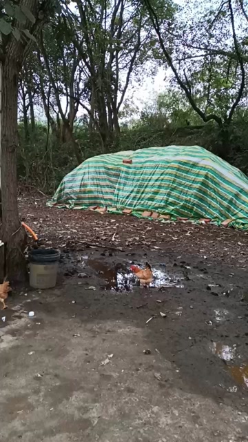 纯干鸡粪