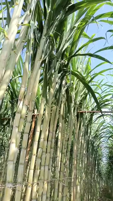 云南蒙自黄皮甘蔗 精品果 2.5米以上