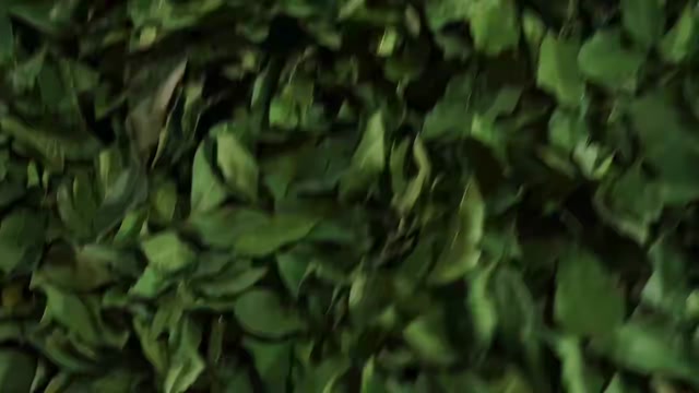 格鲁吉亚特绿香叶