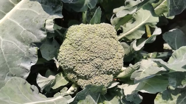 精品西兰花，大量上市