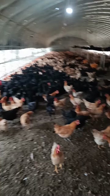 纯干鸡粪
