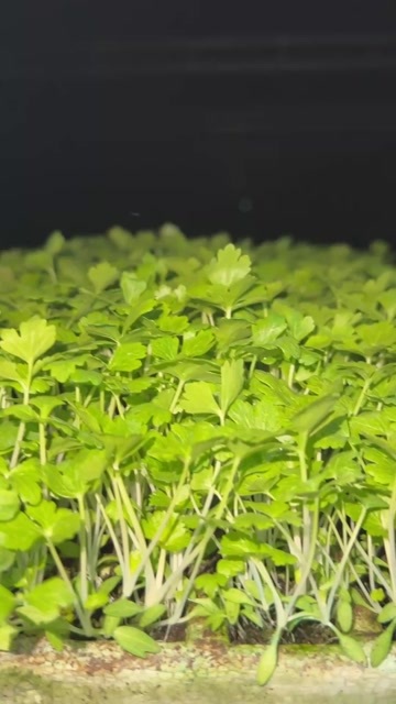 白杆芹菜苗