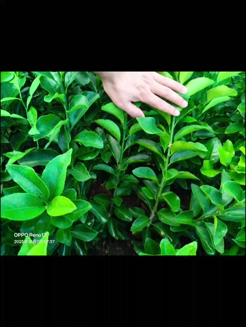 沙糖桔苗，柑桔苗，保湿发货，基地直发