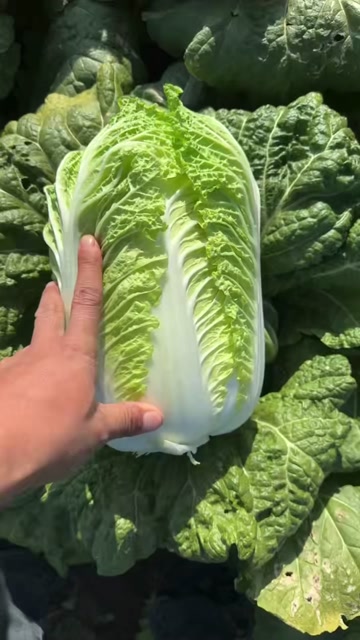 黄心大白菜