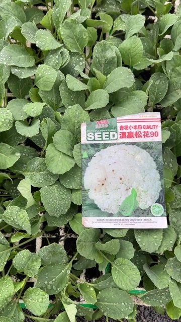 松花苗