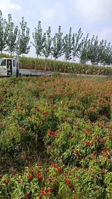 精品新一代