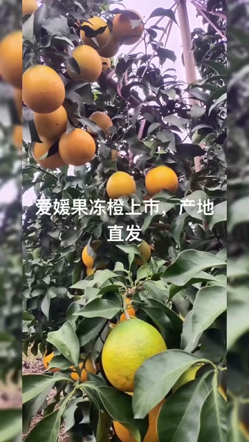 福建南平顺昌爱媛橙新鲜柑桔水果