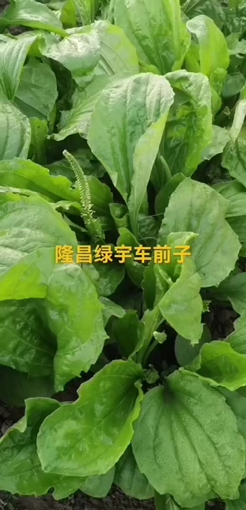 车前子