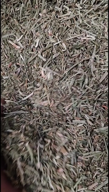 萹蓄 干净无杂萹蓄草切段