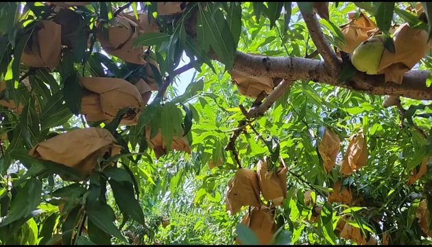 自家山间果园冬桃映霜红批量上市，欢迎咨询订购！