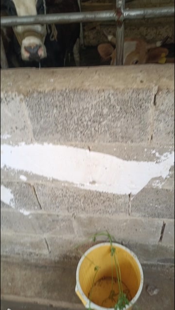 威宁县黄牛