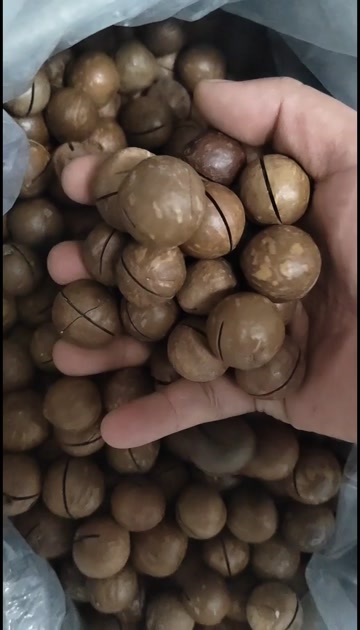 专业夏威夷果供应链，规格齐全，库存充足，价格稳定。