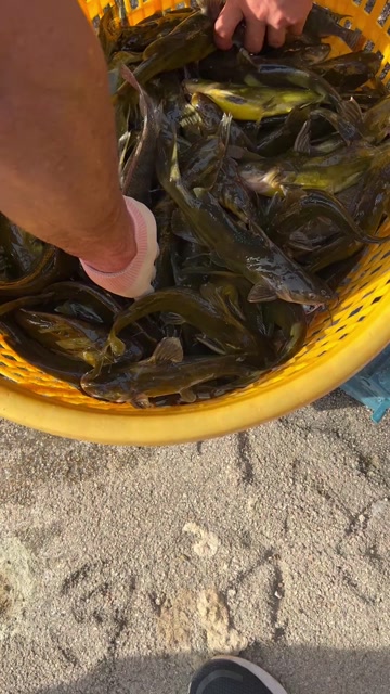 漳州黄颡鱼养殖基地直供大小各种规格黄颡鱼，欢迎联系
