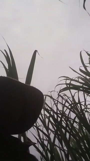 甘蔗汁