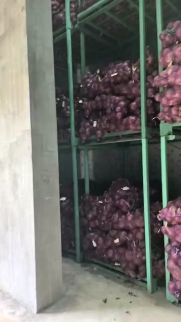 广南县洋葱，有160t在冷库里。量多，价优
