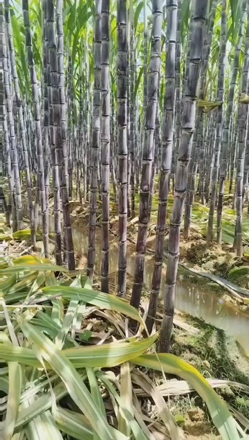 黑皮甘蔗物美价廉    量大从优    提供便宜回头车