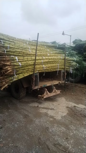 广西黄金甘蔗，结巴均匀