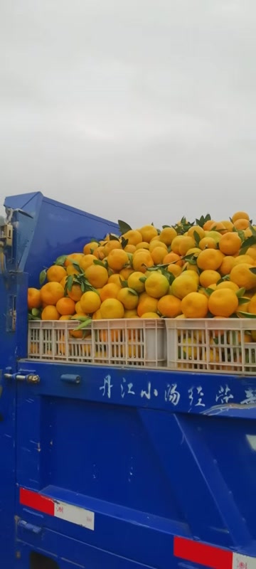 湖北蜜桔大上市更便宜