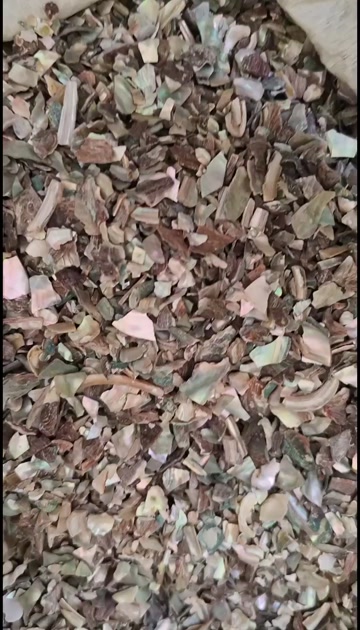 石决明 鲍鱼壳  精选优质石决明 干净 批发零售