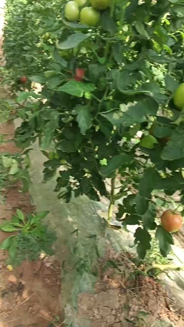 新苗一级精品西红柿
