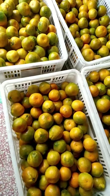 石门蜜桔 清甜化渣 口感正好 供应电商