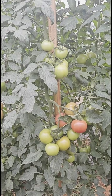 蕃茄田