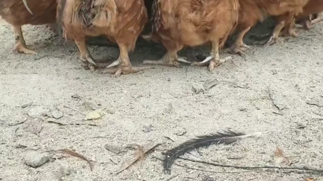 三年老工阉鸡