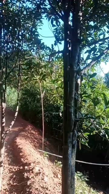 八月桂花树