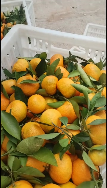 新余蜜橘产地直供，货源充足，口感好，品相好，果面漂亮，色度亮