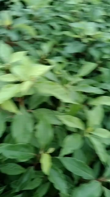 香樟袋苗