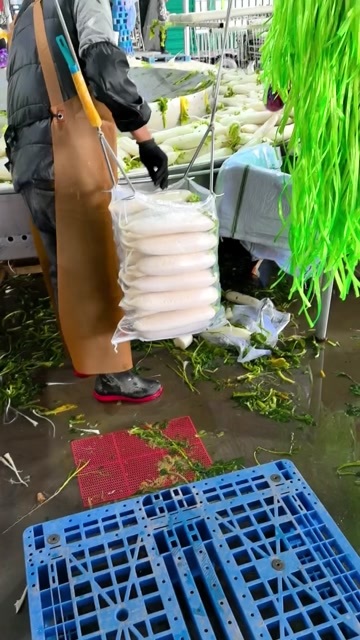 白萝卜，产地大量供应，精选白萝卜，加工厂通货白萝卜