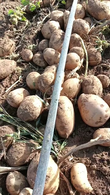精品土豆适合装白皮袋或加密网袋……