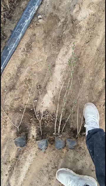 小叶丁香球，四季丁香，小叶丁香大田苗